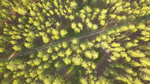 Camino del bosque natural desde arriba