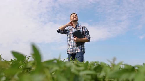 Farmer on Soybean Field Agronomist or Farmer Examining Crop of Soybeans Field