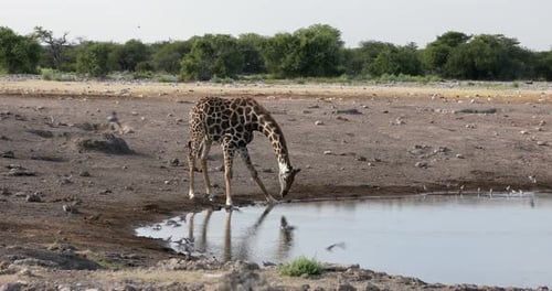 Giraffe on Etosha, Namibia safari wildlife