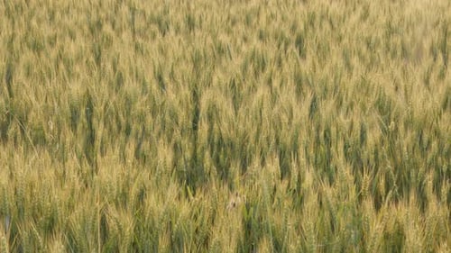 Blé tendre (Triticum aestivum) avant le coucher du soleil, vidéo 4K