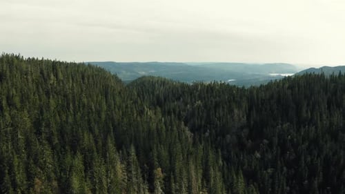 Floresta nas colinas