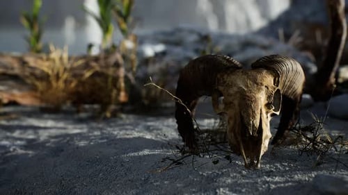 Skull of a Dead Ram in the Desert