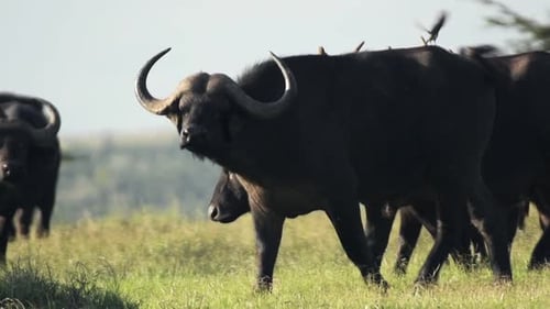 Afrikanische Büffel laufen auf einer Wiese in der Savanne in Kenia