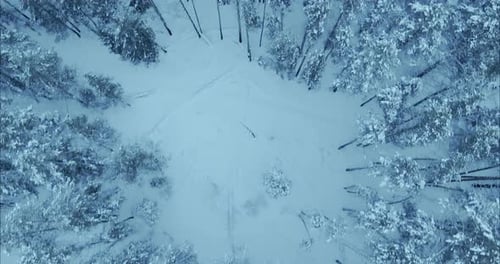 Copter Flies Over the Winter Forest Covered with Snow