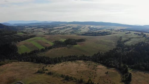 Forest in autumn. Summer mountains, drone aerial view.