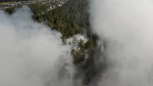 Forest Fire Dangerous Spontaneous Natural Disaster for the Environment