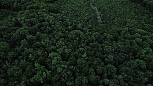 Flug über den Wald Natürlicher Hintergrund
