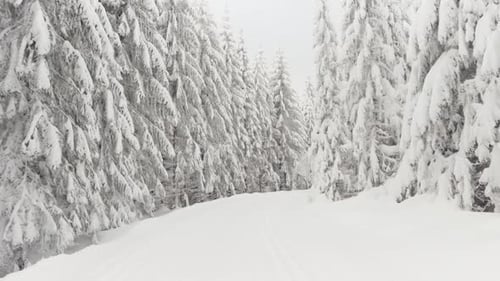 POV a Person Walks Down a Pathway Through a Snowcovered Winter Forest