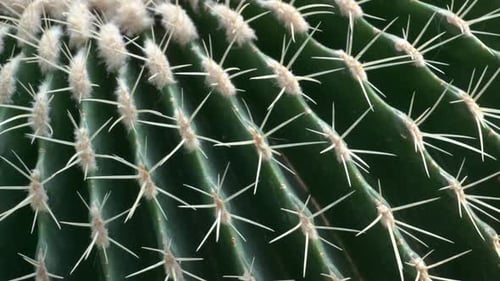 Close-up of a Green Cactus with White Spines