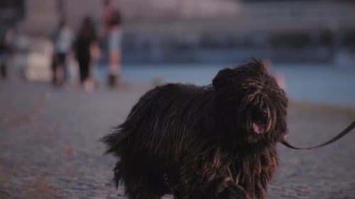 Black Puli dog walking with its owner