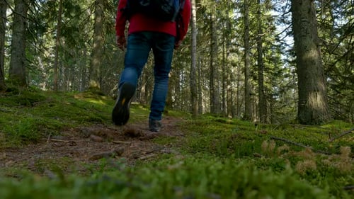 Tourist Guy mit Rucksack geht auf einem Pfad in einem wunderschönen Wald