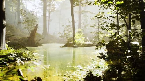 Sunrise with Sunbeams Through the Forest By the Lake