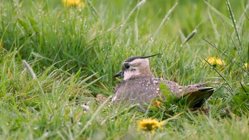 Lapwing Nesting Securely in Grassy Meadow