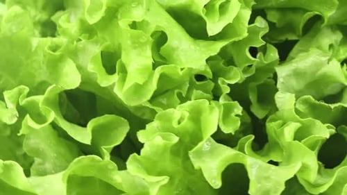 Closeup Appetizing Fresh Rotating Green Lettuce Curved Leaves Summer Seasonal Natural Harvest