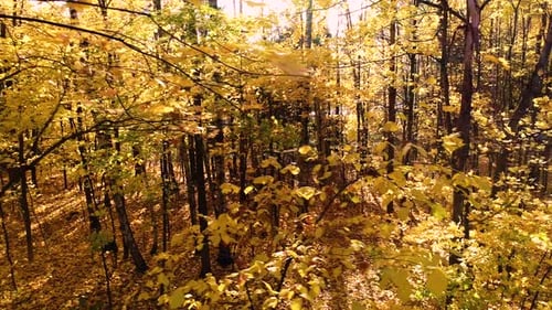 Colorful Autumn Forest Wood