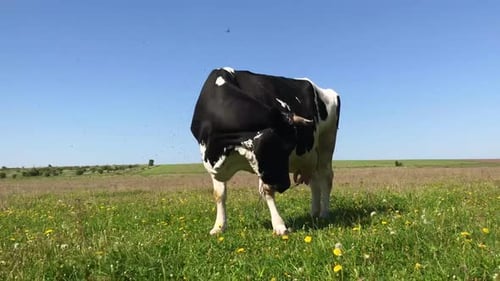 Kühe grasen auf einer grünen Wiese.
