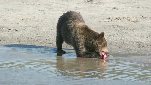Brown Bear Eating Fish by River's Edge