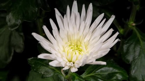 White Chrysanthemum Flower Blooming in Time Lapse on a Green Leaves Background