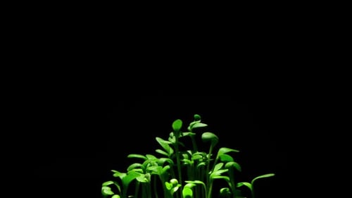 Close-Up Growing Plants in Bright Light Spot Shot in Time Lapse, Sprouts Germination