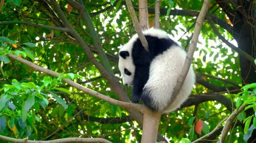 Panda Resting in Lush Green Tree