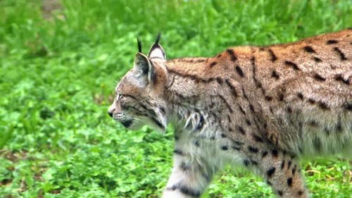 Wild Lynx Walking On Green Grass