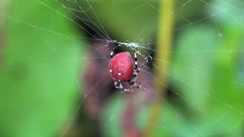 Große rote Spinne wartet auf Spinnennetz