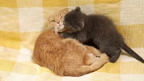 Deux mignons chaton et chat à poils courts jouant ensemble à la maison
