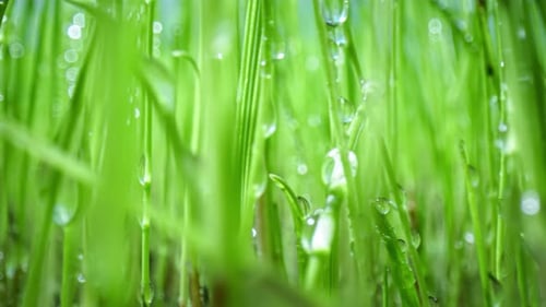 Green Grass