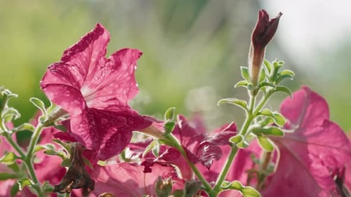 Schöne Blumenbewässerung am frühen Morgen