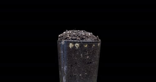 Fresh Bean Growing Macro Time Lapse