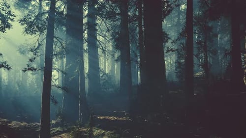 Black Tree Trunk in a Dark Pine Tree Forest