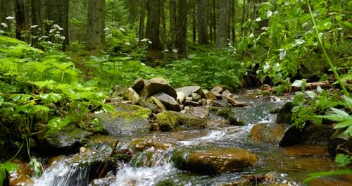 Gebirgsbach mit kristallklarem Wasser im Wald