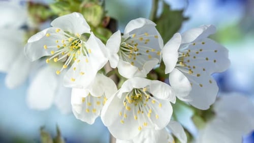 Cherry Blossom Timelapse Rotating on Blue