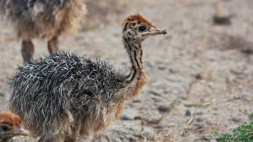 Netter Baby-Strauß im Freien