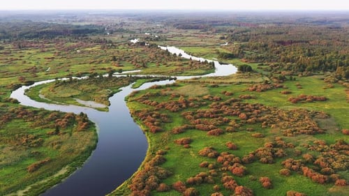 Aerial View Green Forest Woods And River Landscape In Sunny Summer Day