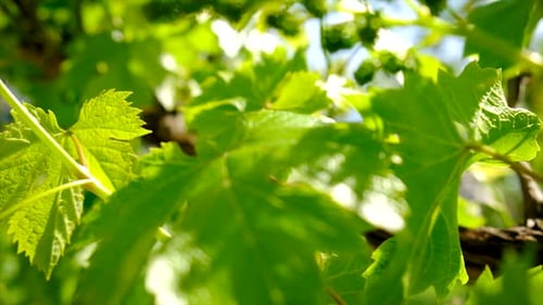 Grapes Bloom in the Garden