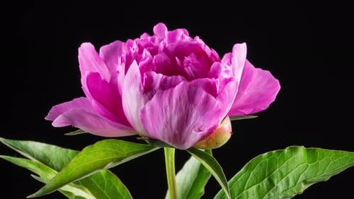 Vibrant Pink Peony Blooming in Time Lapse