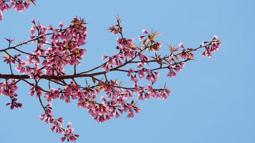 Pink Cherry Blossoms Against Blue Sky