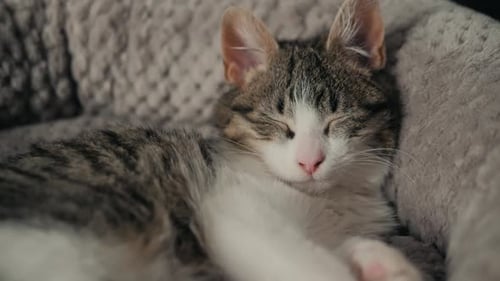 Kitten Sleeping Peacefully in Pet Bed