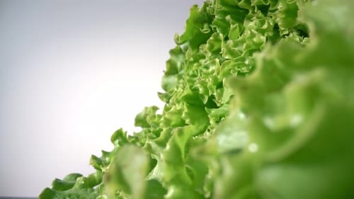 Green Organic Salad Lettuce with a White Background