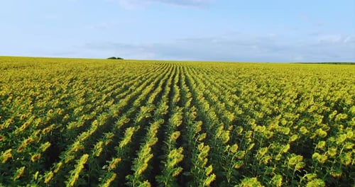 Endless Blooming Field Sunflowers are in Rows