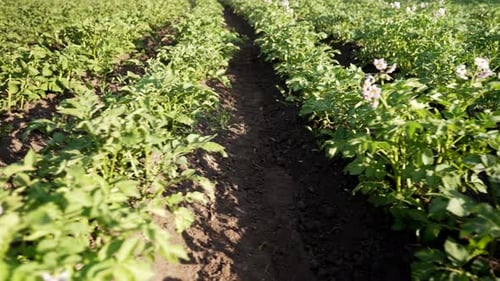 Potato Plants Bushes Growing in Rows on Farm Vegetable Field