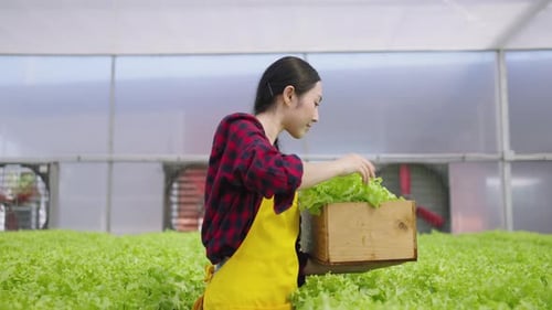 Hydroponics farm organic fresh harvested vegetables concept