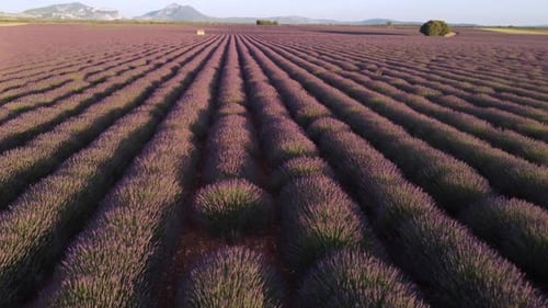 Plateau de Valensole Lavender