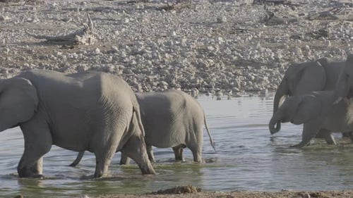 Elephants Drinking Water on the African Savannah