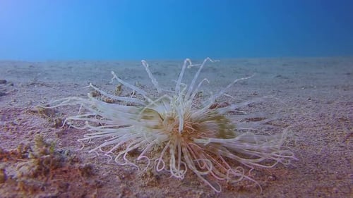 Single Sea Anemone on Sandy Ocean Floor