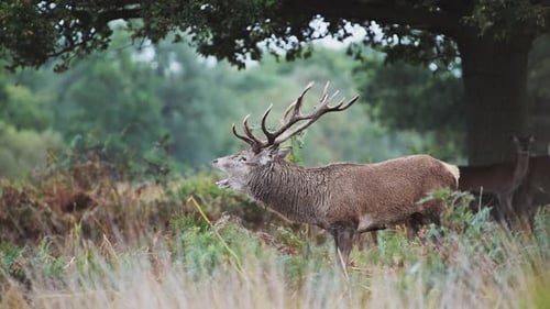 Männlicher Rothirsch (Cervus elaphus) während der Hirschbrunst bei Sonnenuntergang in wunderschönem goldenem Sonnenlicht im Farn