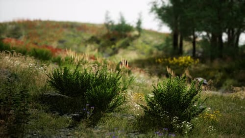 Nebliger Sommermorgen in den Bergen