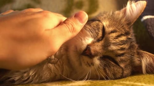 Man Stroking A Kitten Lying In A Chair