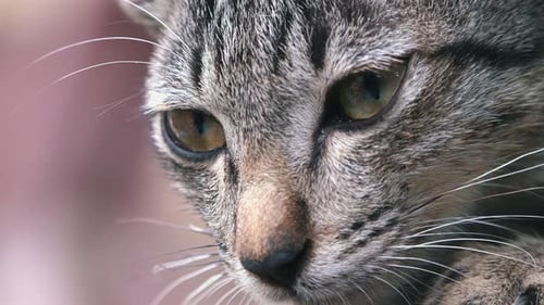 Close Shot of a Sleepy Looking Cat